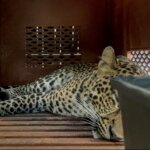 Dokumen mediapatriot.co.id 2025 2012 10 06 16 03 56 697805.jpg Dokumen mediapatriot.co.id 2025 2012 10 06 16 03 56 697805.jpg