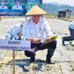 Bupati Haltim menanam Bupati Haltim menanam