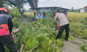 IMG 20251112 WA0062(1)