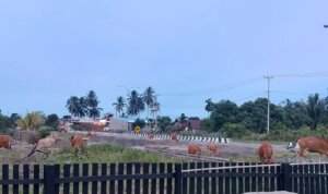 WhatsApp Image 2026-03-01 at 22.17.00