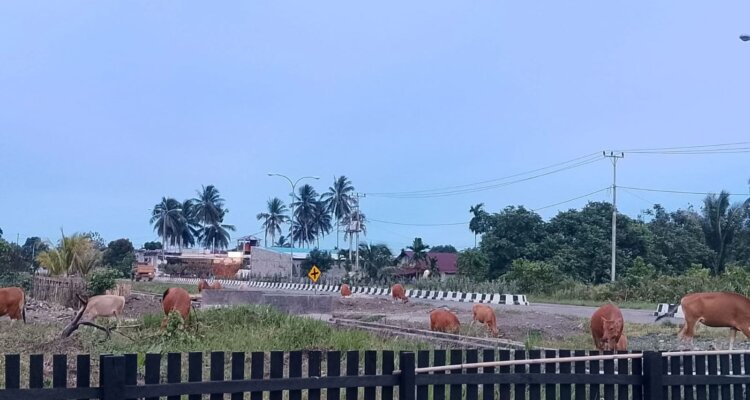 WhatsApp Image 2026-03-01 at 22.17.00